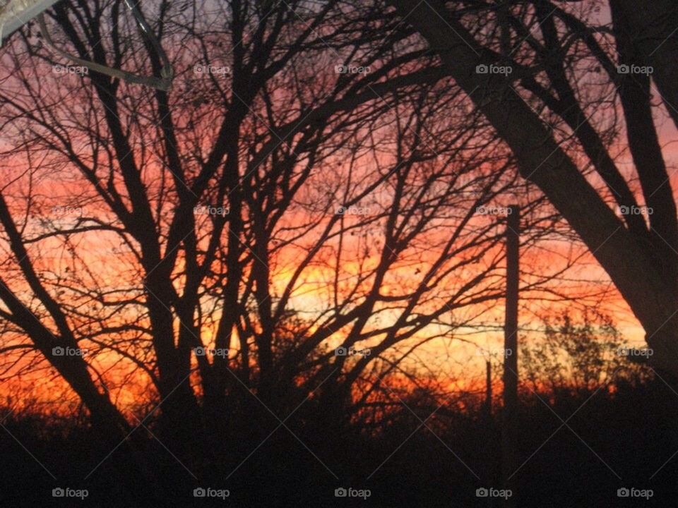 october orange trees fall by alyssah