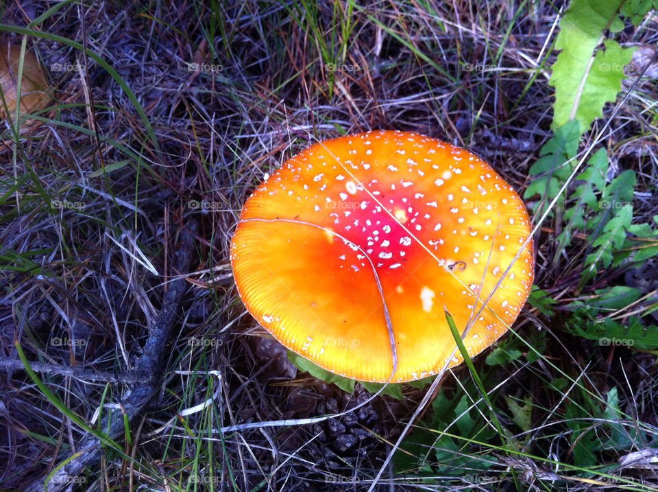 sweden mushrooms löderup höst. by goransv