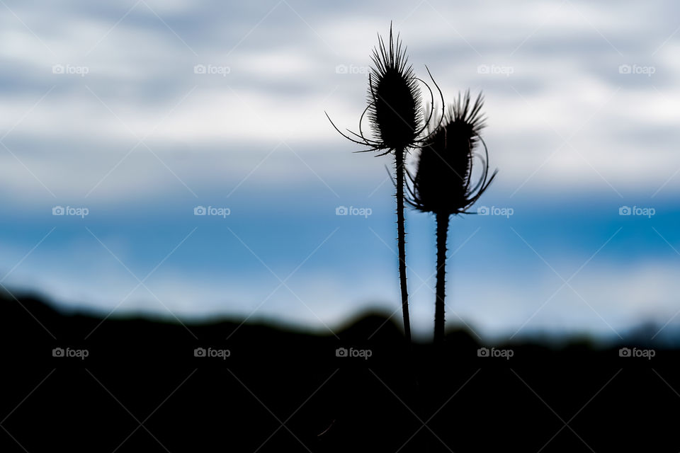 spring time silhouettes