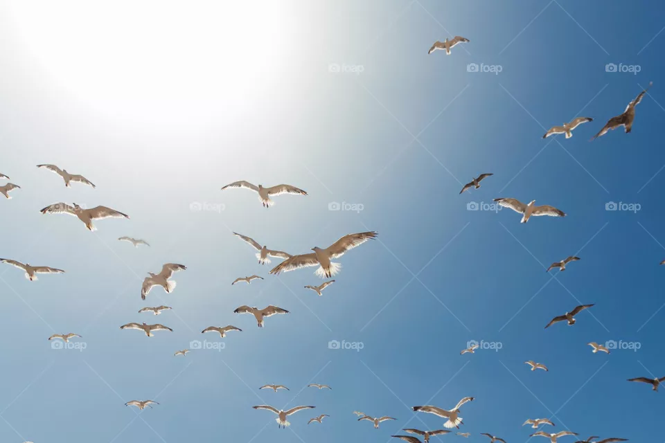 Birds