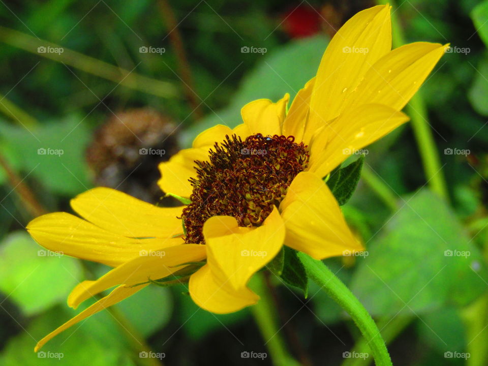 Helianthus debilis is a species of sunflower known by the common names cucumberleaf sunflower, beach sunflower, weak sunflower, and East Coast dune sunflower