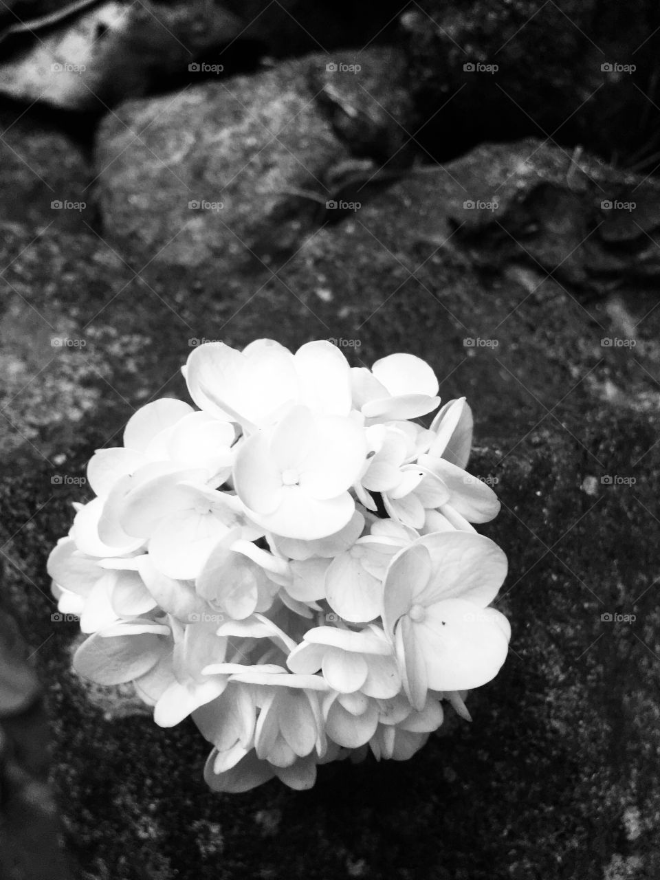 black an white flowers 