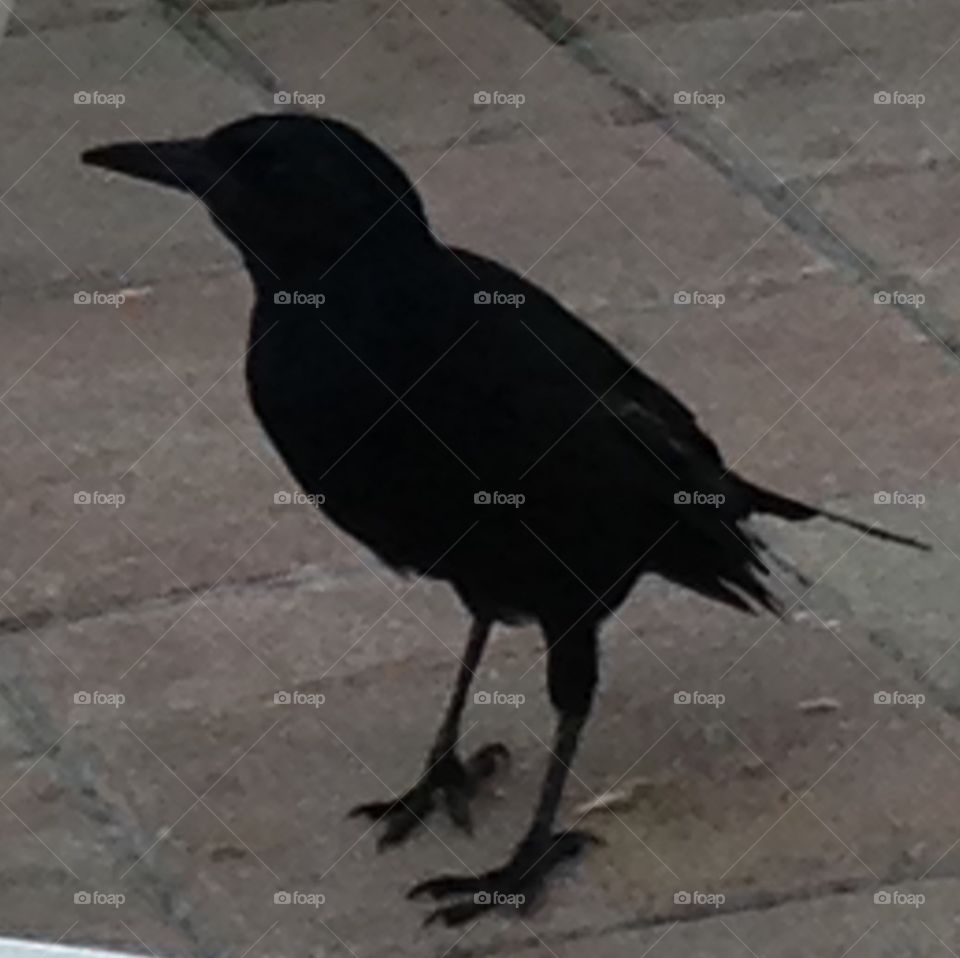 Quoth the Raven, "Nevermore!"