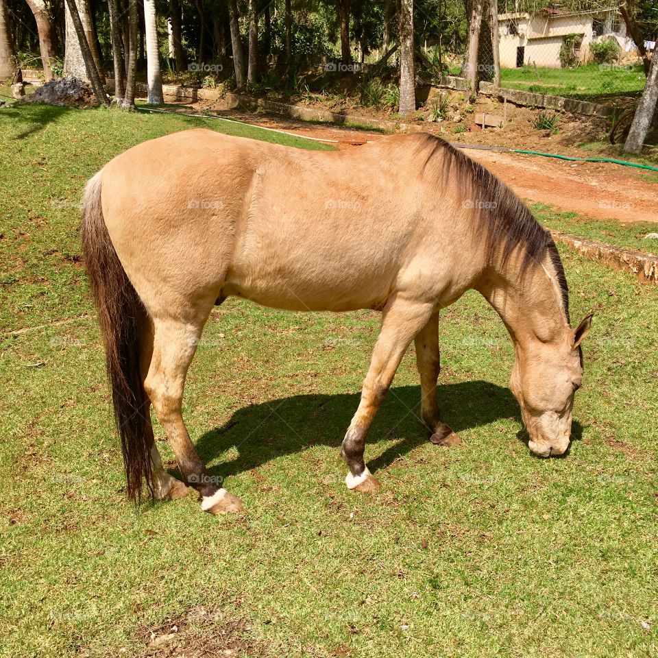 The horse Caramelo is a great friend!  Pet and valuable horse of all hours. / O cavalo Caramelo é um grande amigo! Animal de estimação e valoroso equino de todas as horas. 