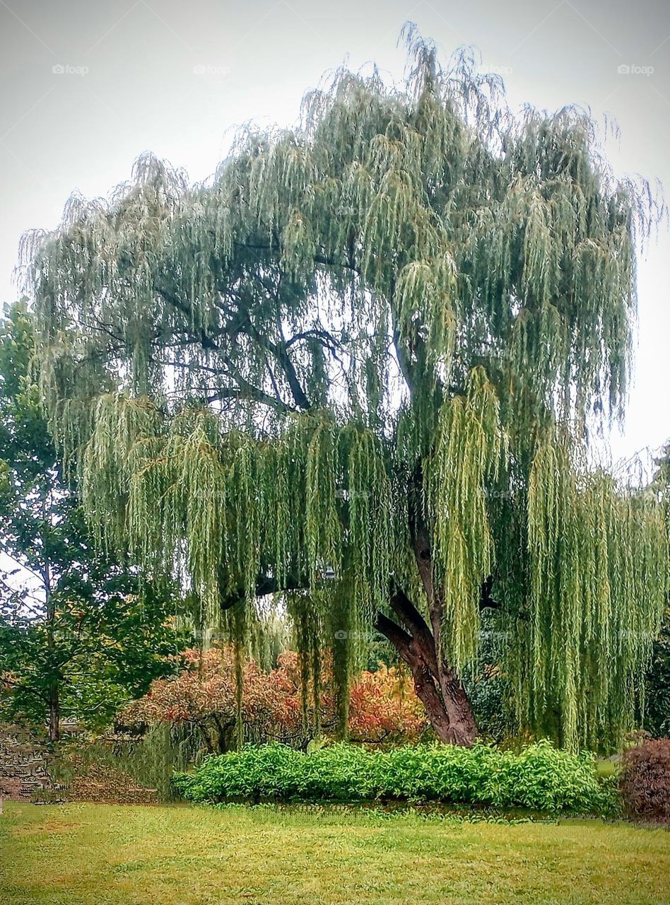 Willow Tree in the Park