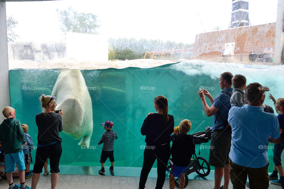 The polar bears in Copenhagen Zoo Denmark.