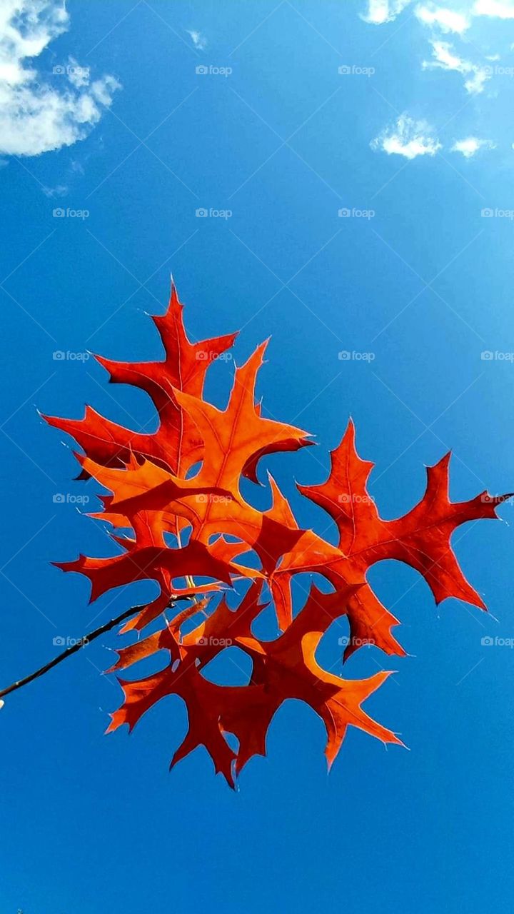 Close up on bright orange leaves under a bright blue sky in the Ferme du Monde in Carentoir