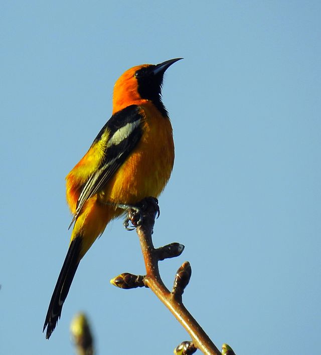 Oriole-bird