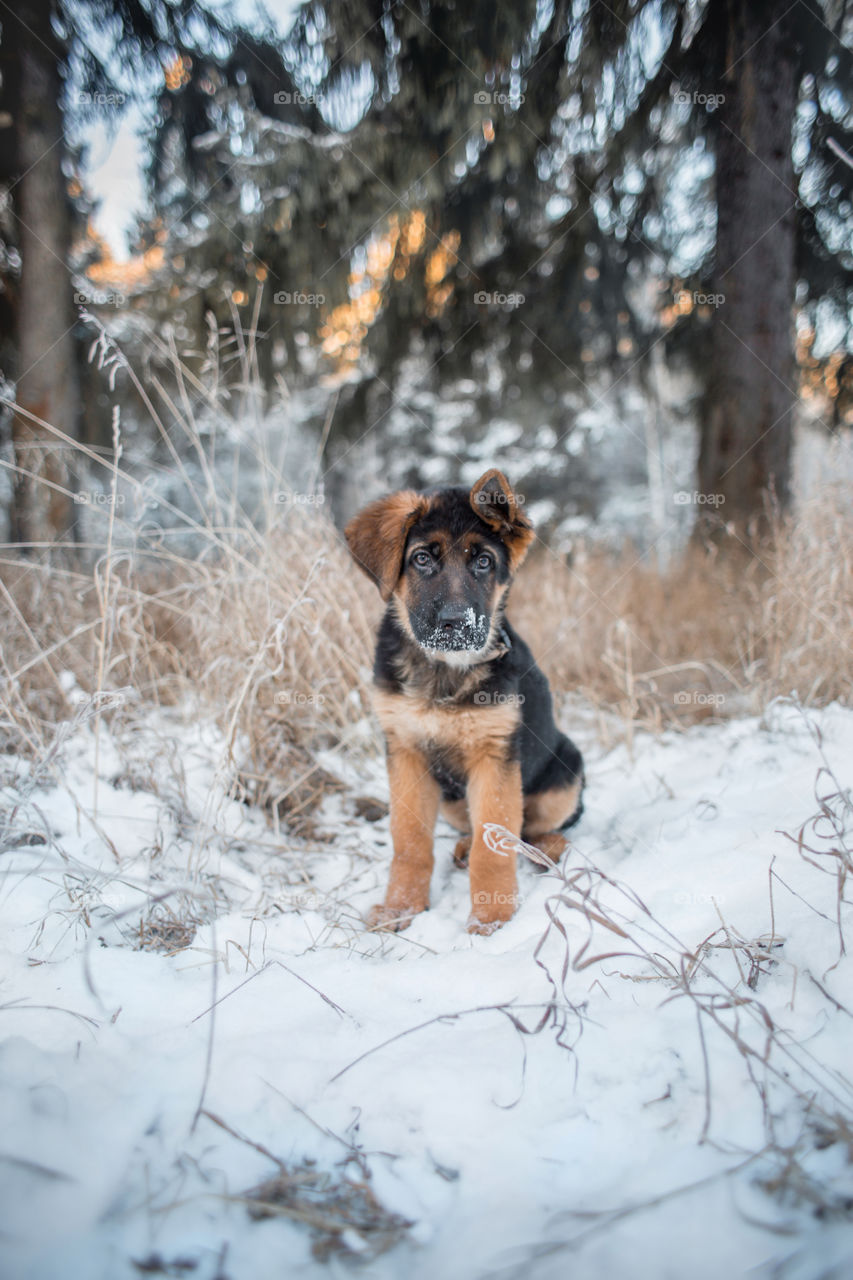 German shepherd puppy in a winter park 