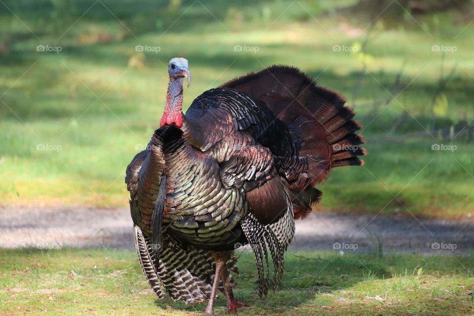 Wild turkey in northern Ohio, USA