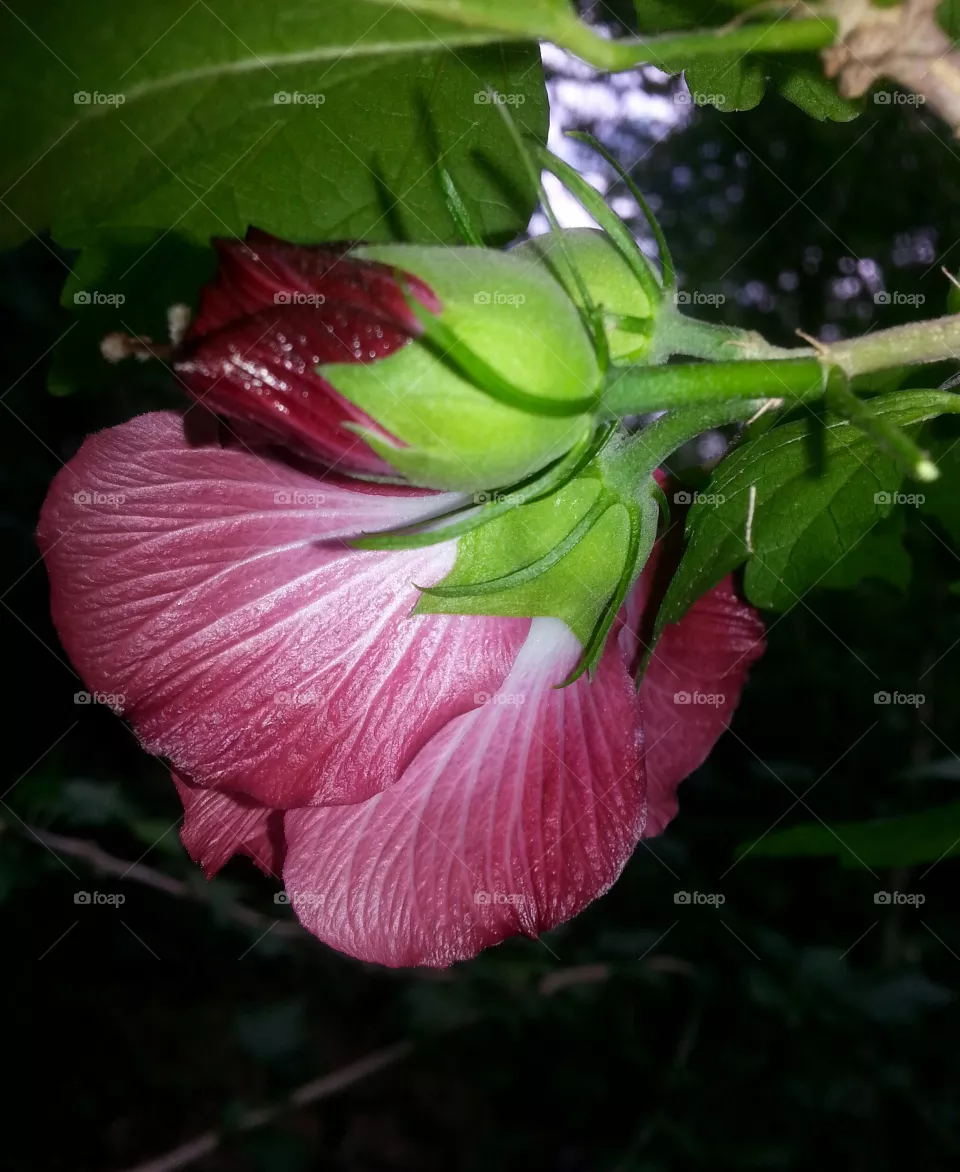 Althea