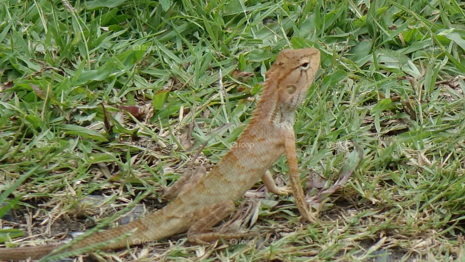 Lizard 