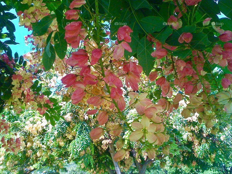 Tree Blossoms 