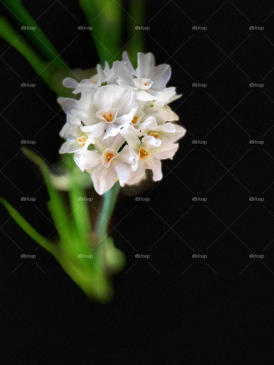 Stunning and Simplistic Paperwhite Flower On Black Background. Excellent for Contemporary or Mid-Century Modern Wall Decor, Canvas Art, Metal Art.