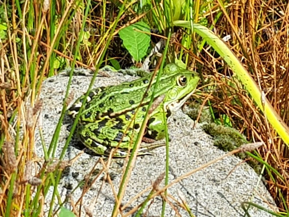 Frog on the rocks