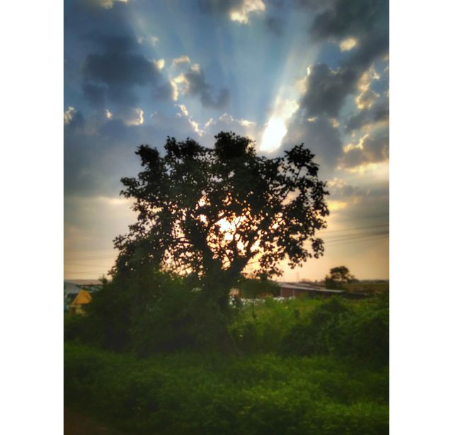 tree