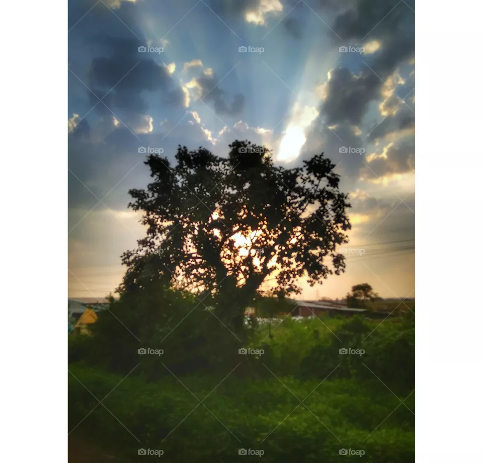 tree