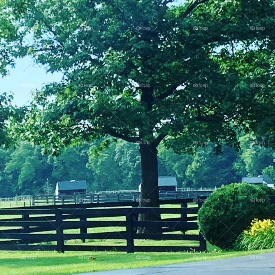 Tree, Wood, Bench, Park, Nature