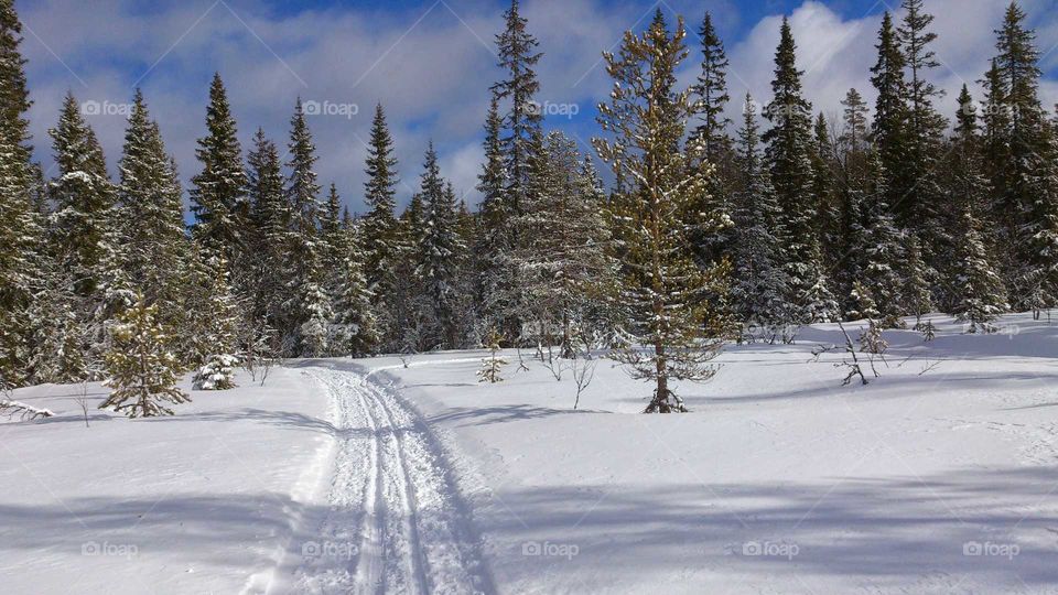 Ski trail in forest