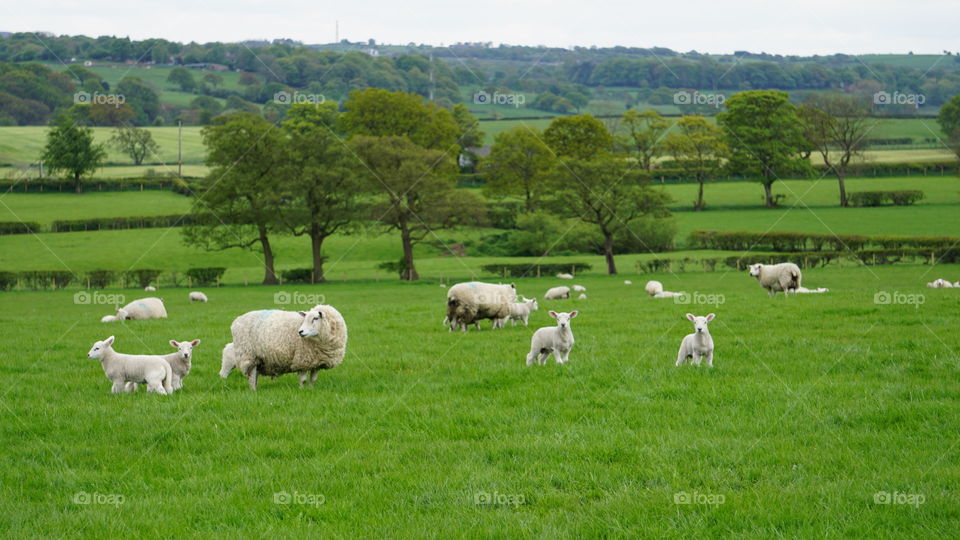 Lambs in the countryside