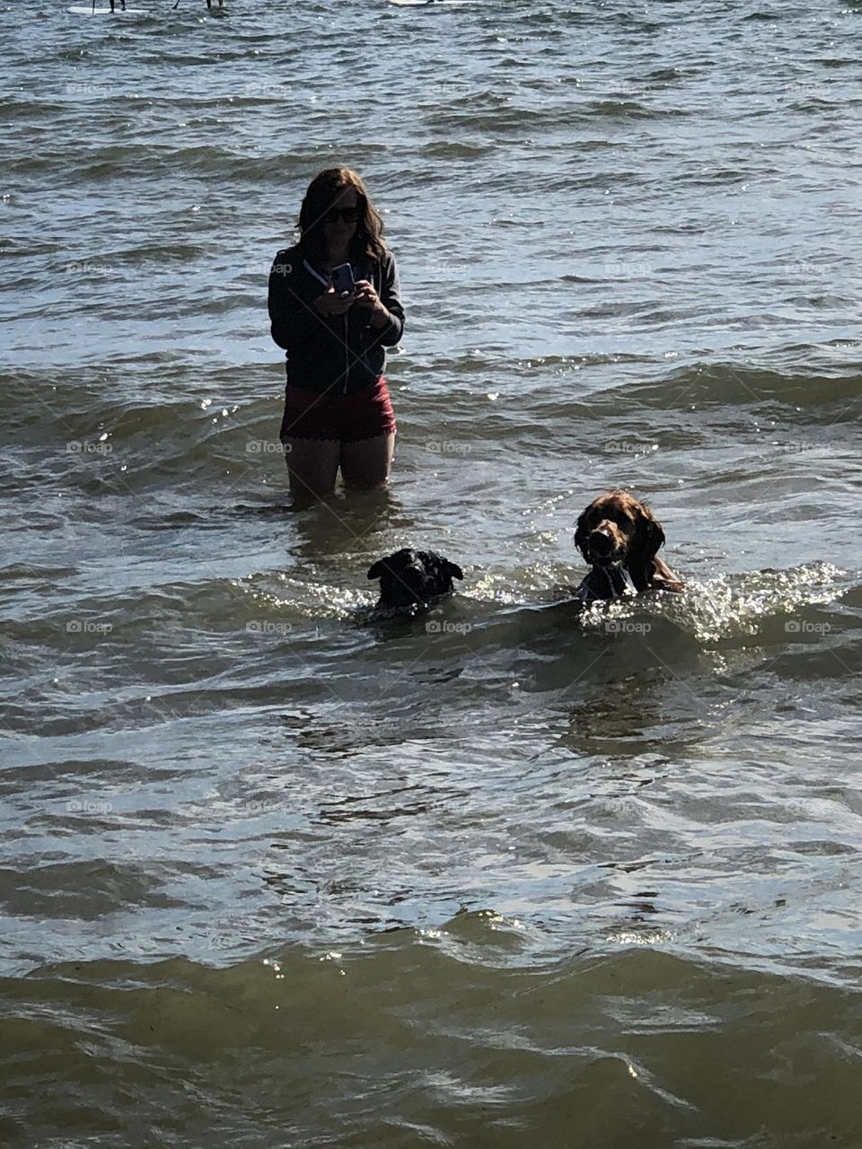 Dogs Having Fun In Lake Michigan