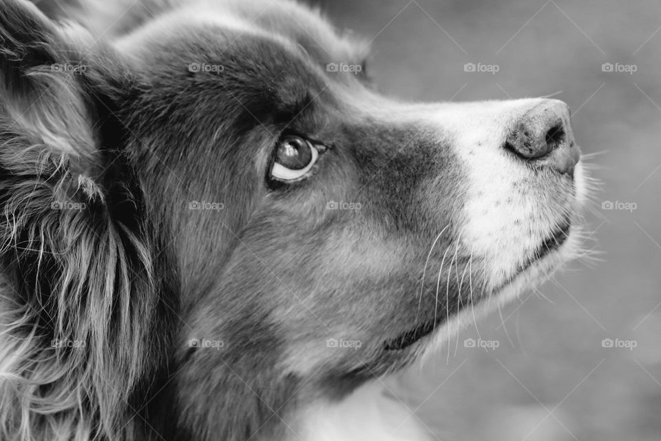 Hundeblick vom Feinsten