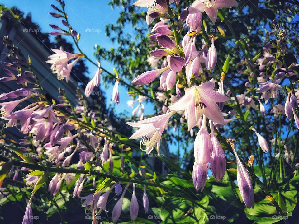 Plantain lilies