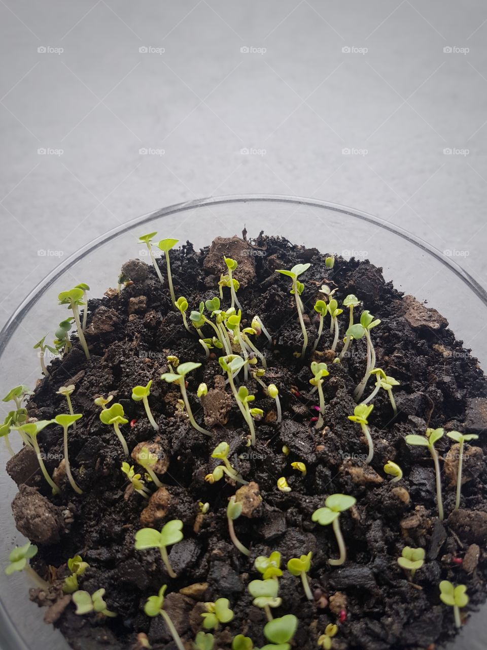 microgreens sprouting seeds mini garden