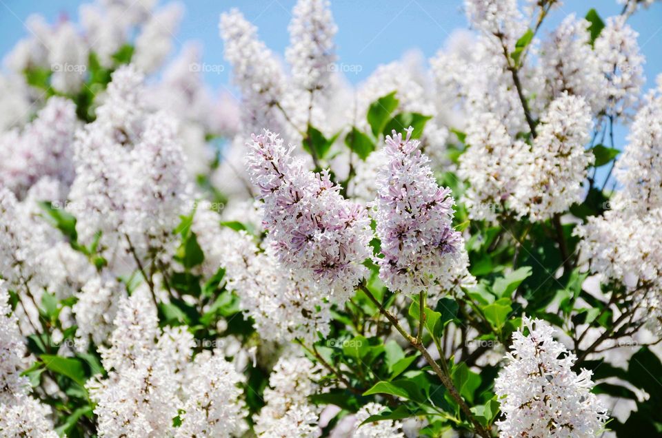 Lilac tree