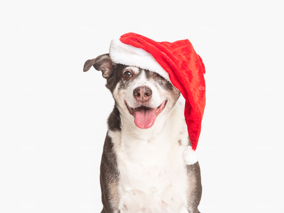 Santa dog - Christmas - Xmas