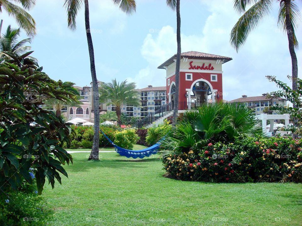 Palm, Resort, Hotel, Tropical, Tree