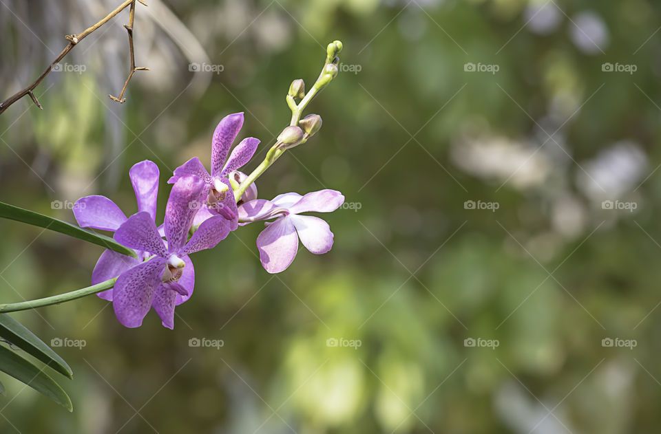 Beautiful purple Orchid Background blurred leaves in the garden.