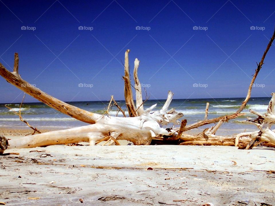 Driftwood. Driftwood on lil talbot island