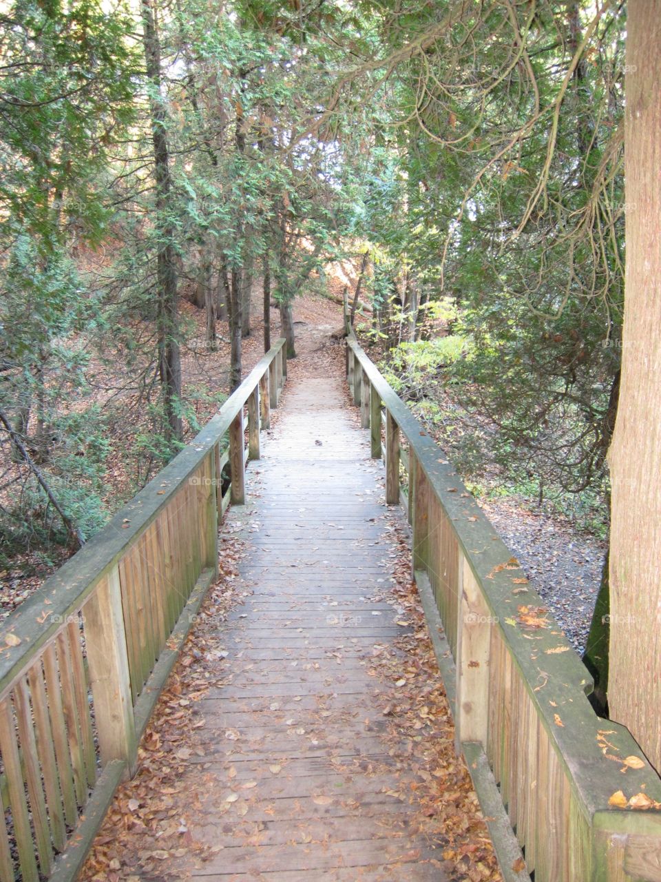 Lost path. In lions den park