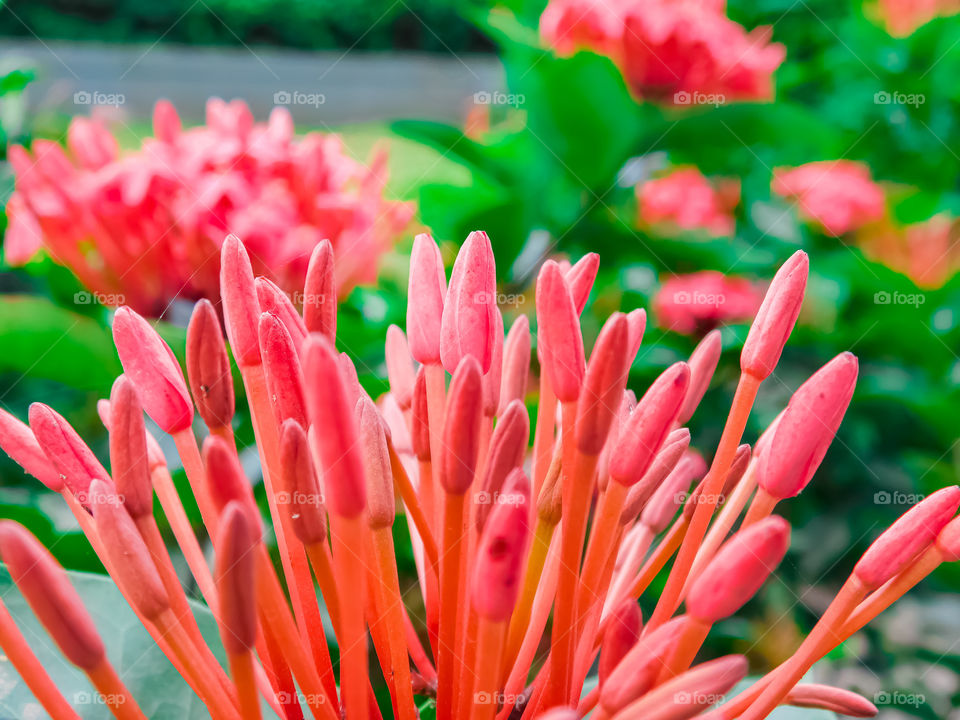 Red spike flower / Ixora flower - This photograph is captured at Garden.The flower looking very beautiful ,colourful  and attractive with green blurred background.