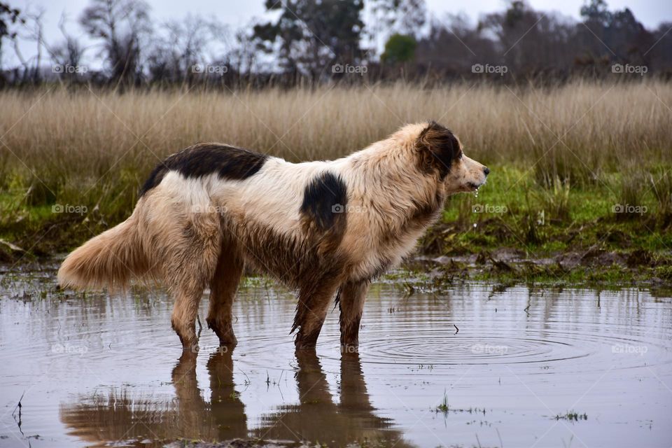 Adventurer healthy dog ​​on outdoor walk looking the horizon 