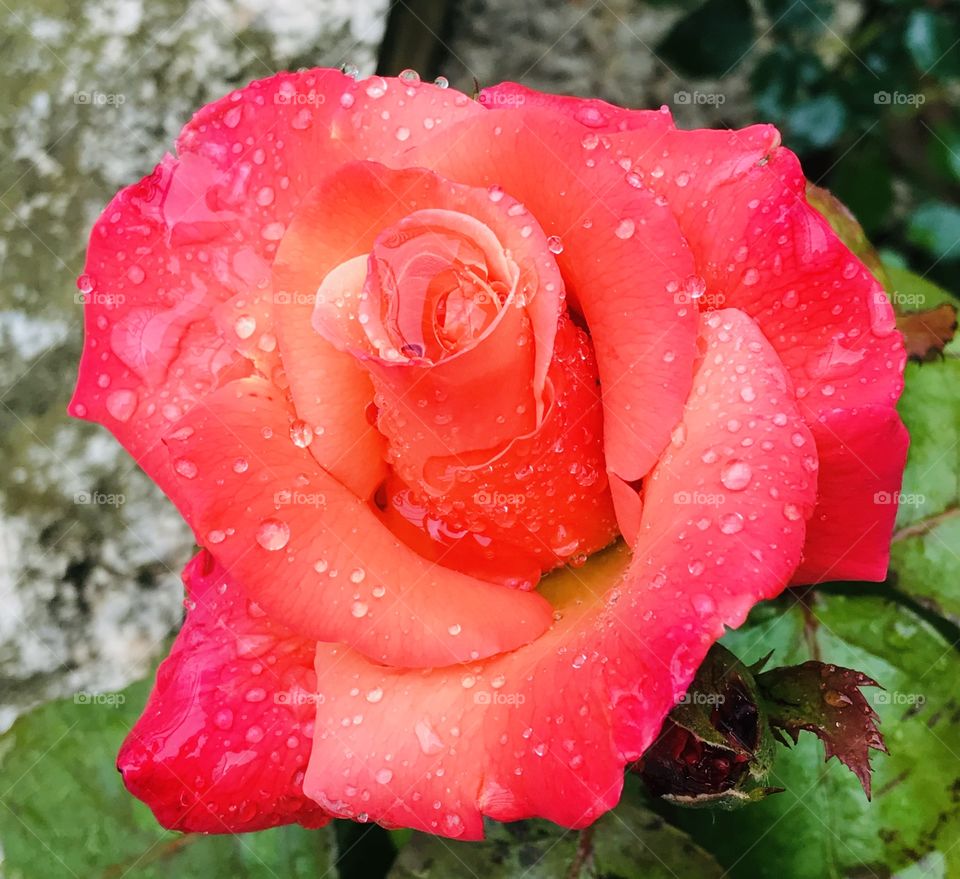 Bright rose in my garden