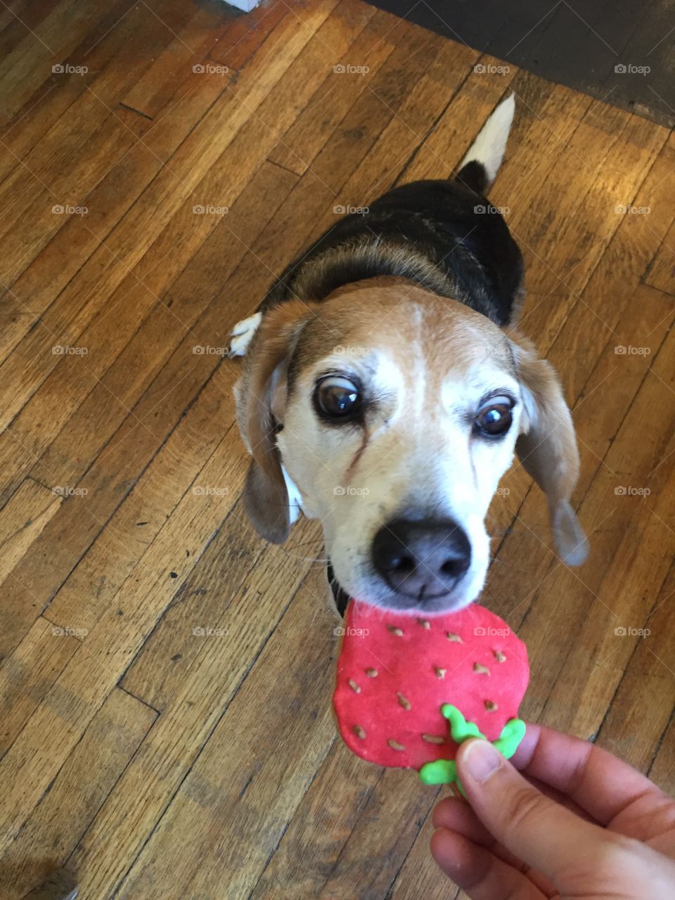 Cute old beagle eating cookie