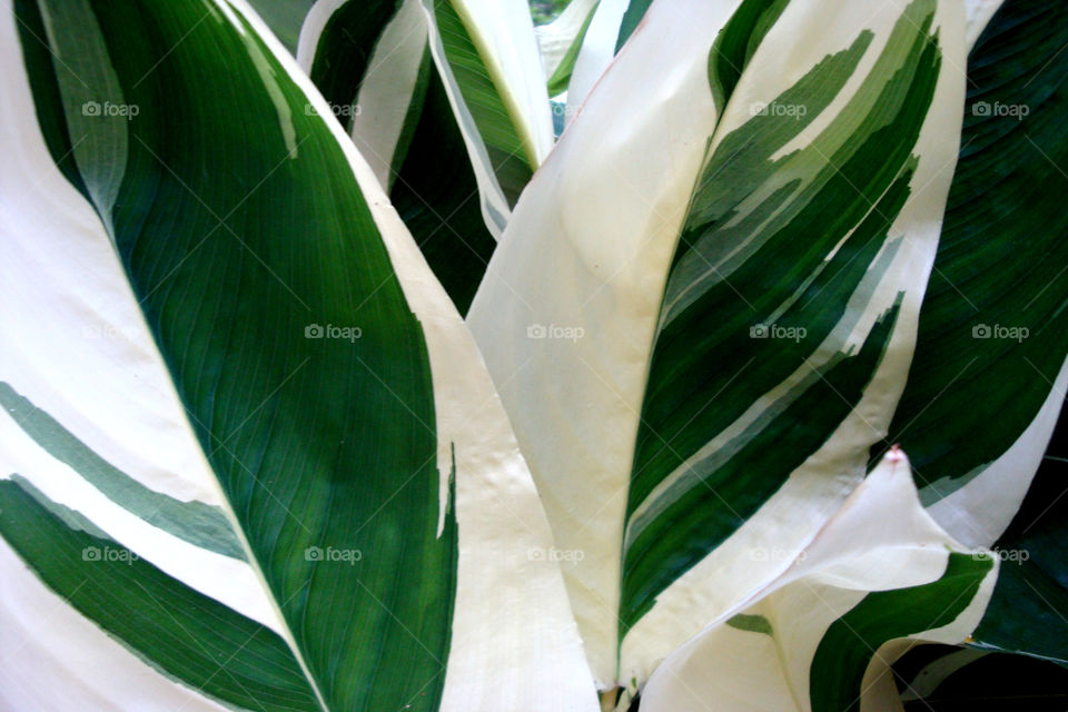 Pretty leaves of peace lilly.
