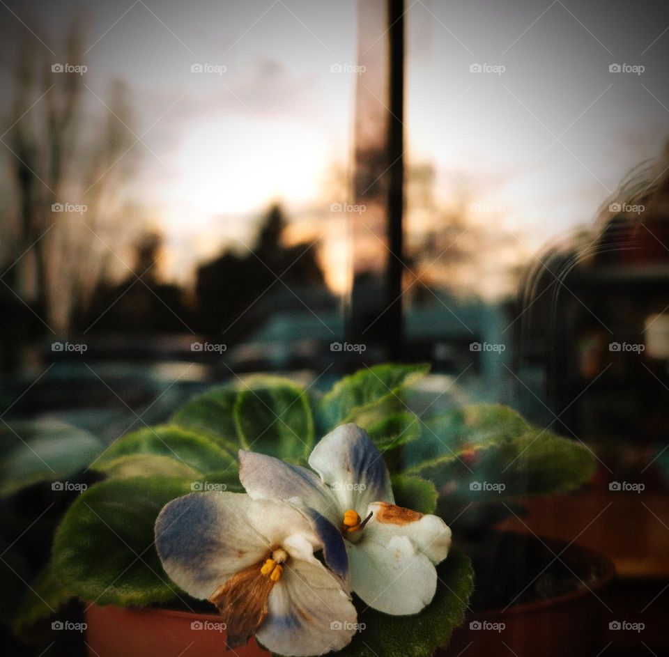 Pot in Window and Sun Reflection