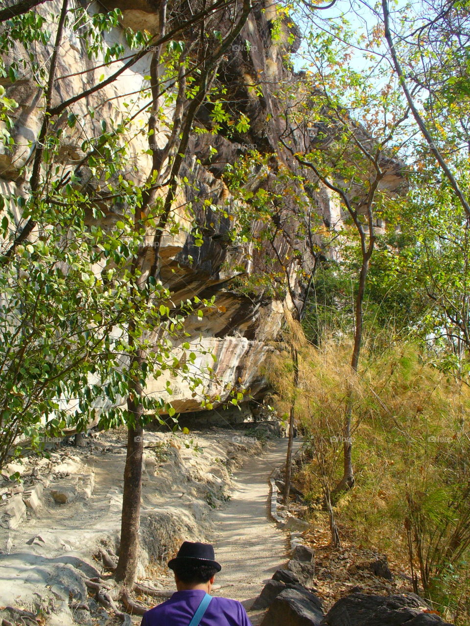 Tree, Wood, Nature, Leaf, Outdoors