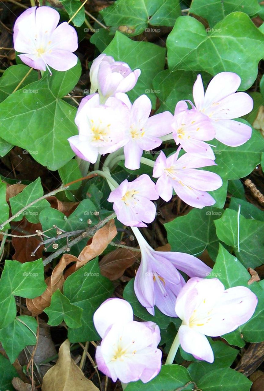 autumn crocus. autumn crocus