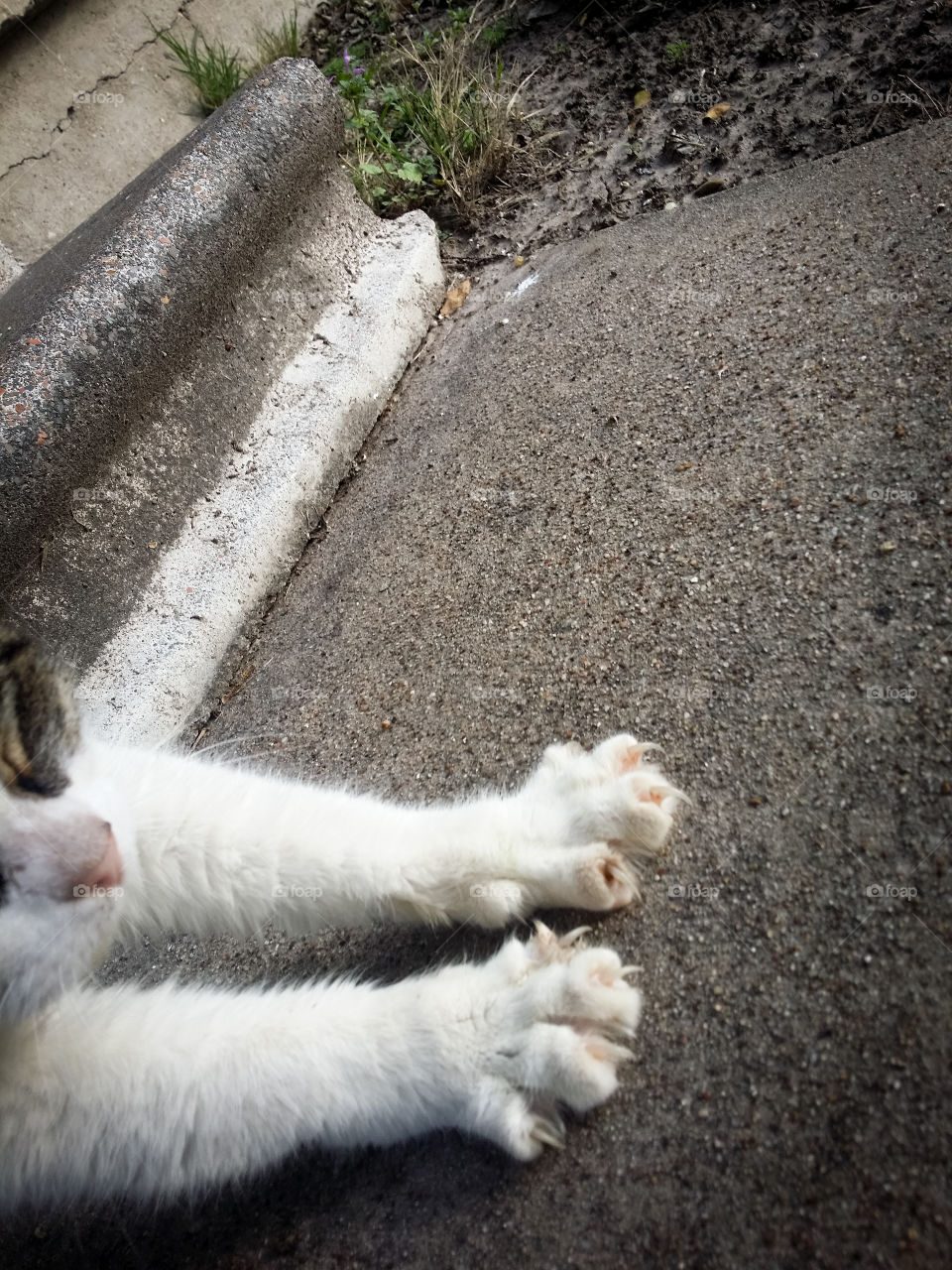 Cat Legs and Paws Stretching Out Showing Claws