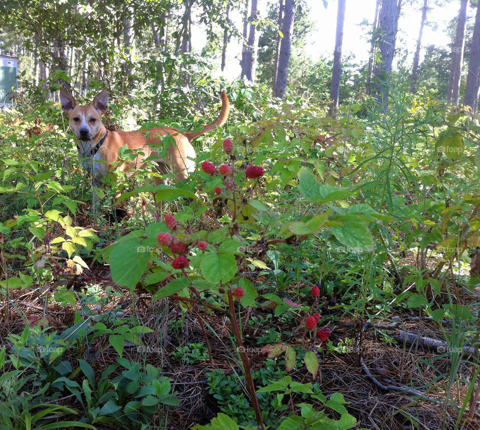 flowers dog forest woods by serenitykennedy