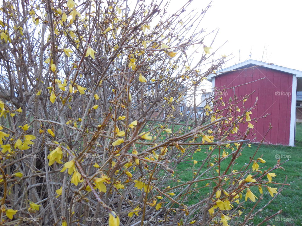 Forsythias with red shed first signs of spring