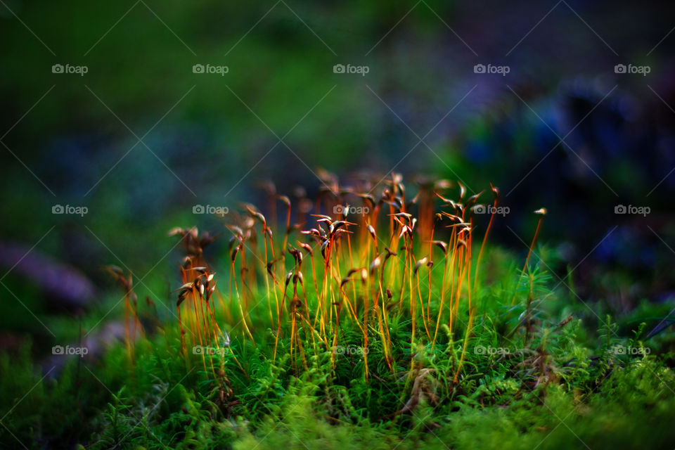 Pohlia or bryum moss spore capsules