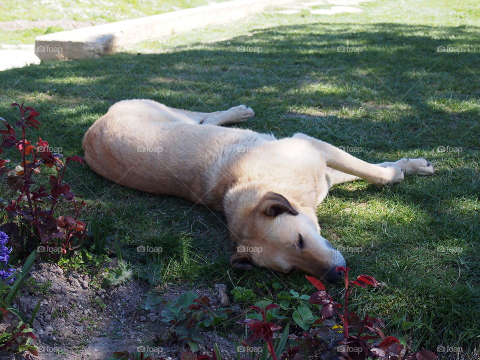 Dog sleeping