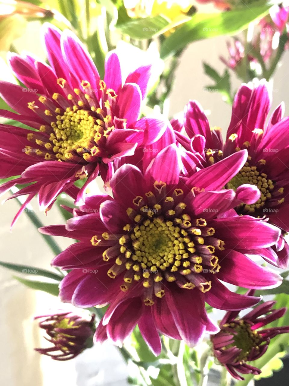 Close up purple daisy flower