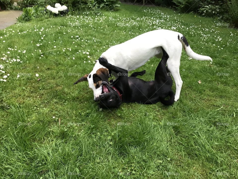 Dogs playing in the garden 