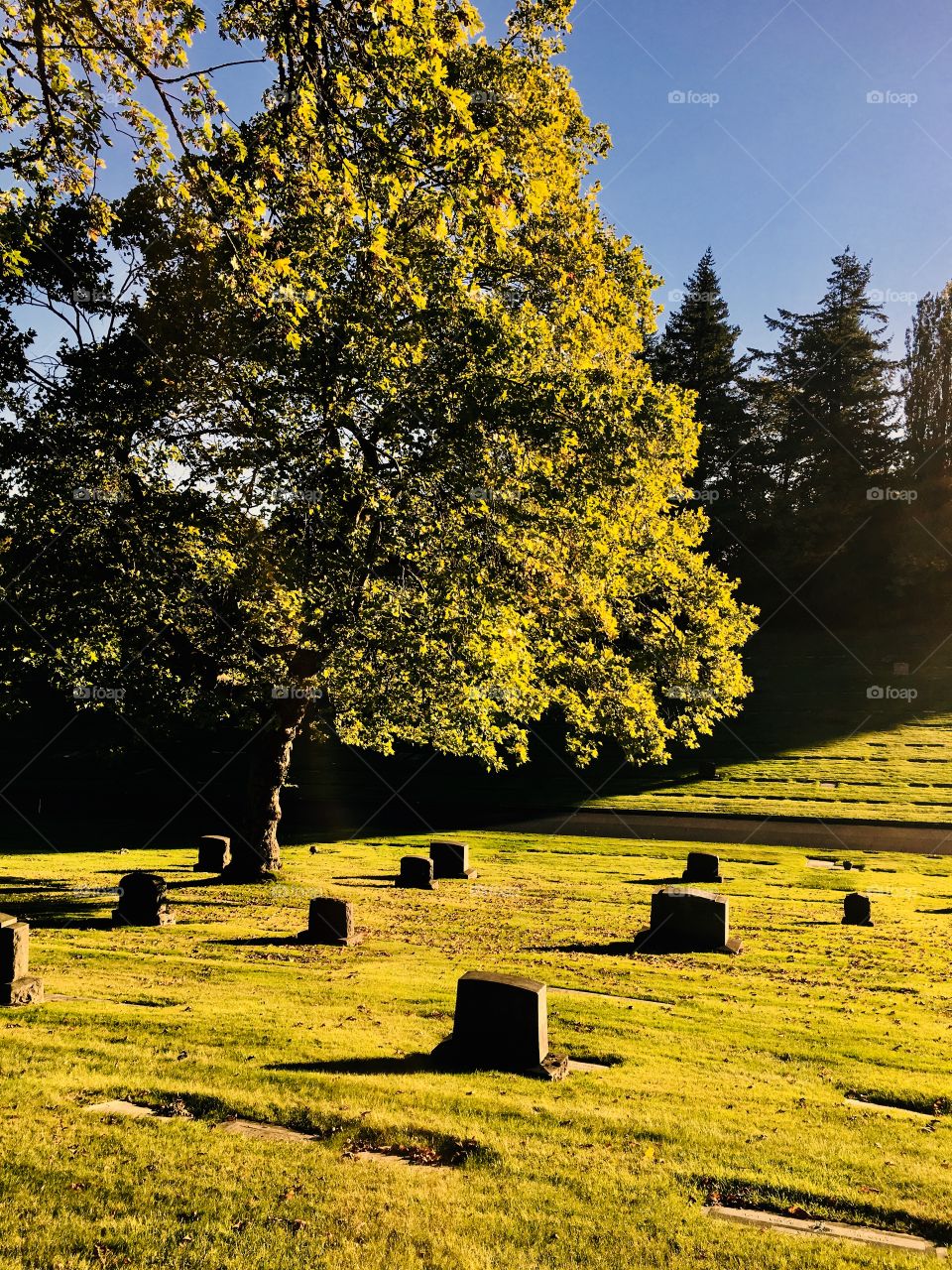 Lawn and tree, Mt Calvary Catholic Cemetery, Portland, OR